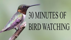 Bird Watching in Alabama 6-11-2023