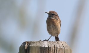 Female stonechat