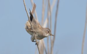 Common whitethroat