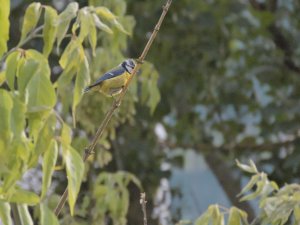 Eurasian blue tit