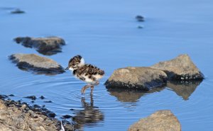 Lapwing in the archipelago