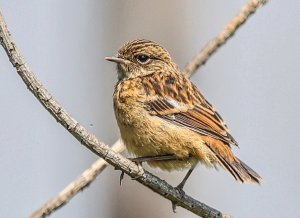 Stonechat Jnr.