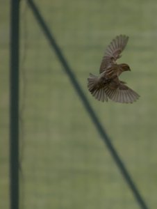 House sparrow in-flight