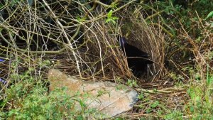 Satin Bowerbird