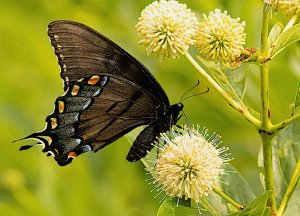 Eastern Tiger Swallowtail (female dark morph)