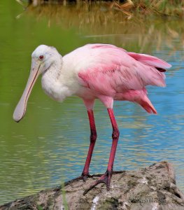 Roseate Spoonbill