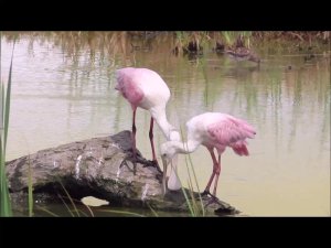 Roseate Spoonbill