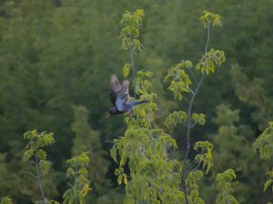 Fieldfare