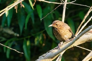 Juvenile Blackbird