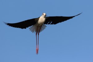 black-winged stilt