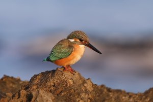 Common Kingfisher