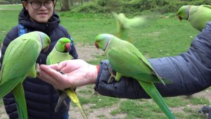 Wild Rose-ringed Parakeets at Kensington Palace Gardens, London, UK - 06th & 07th April 2019