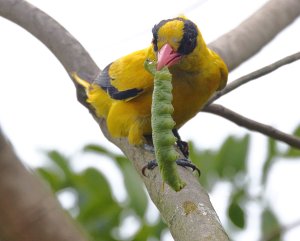 Black-Naped Oriole 6.JPG