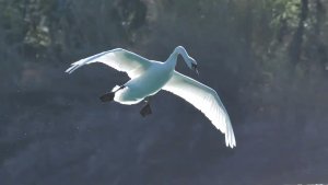 Slightly slow motion Swans in flight