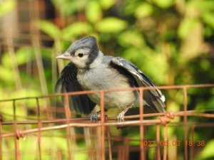 Baby blue jay