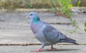 Stock Dove