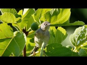 Common Whitethroat (Sylvia communis)