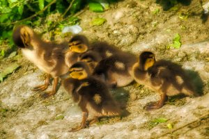 Mallard Chicks