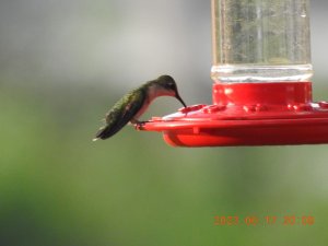 Ruby-throated Hummingbird