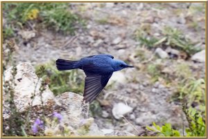 Blue Rock Thrush.jpg