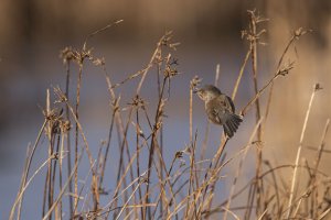 dartford warbler.jpg