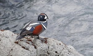 Harlequin Duck