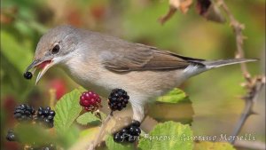 Whitethroat in the brambles (Sylvia communis)