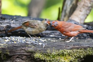 Cardinals feeing each other in Alabama