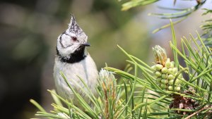 crested tit