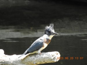 Belted kingfisher