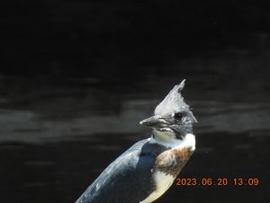 Belted kingfisher