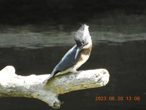 Belted kingfisher