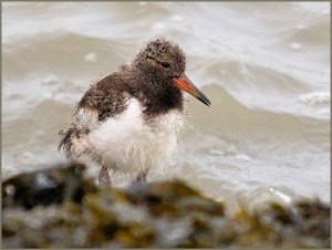 ´Woolly´ Turnstone