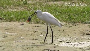 Little Egret : takes a fish : Amazing Wildlife of India by Renu Tewari and Alok Tewari