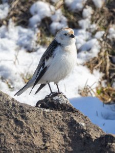 Snow Bunting