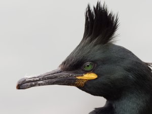 European shag