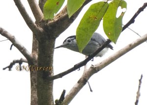 White-browed Gnatcatcher