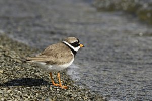 Wee Plover