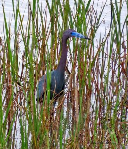 Little Blue Heron