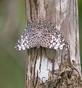 Unknown butterfly-moth