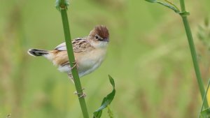 zitting cisticola