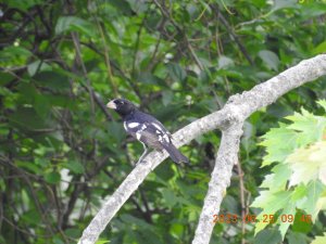 Rose breasted Grosbeak