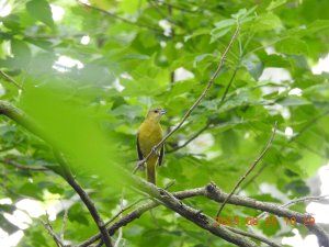 Pine warbler