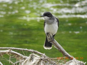 Eastern Kingbird