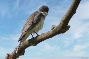 Eastern kingbird