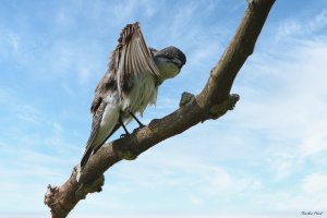 Eastern kingbird