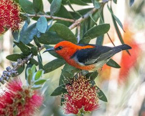 Scarlet Honeyeater