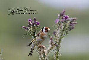 Goldfinch