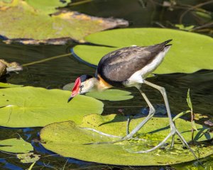 Comb-crested Jacana