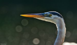 Great blue heron